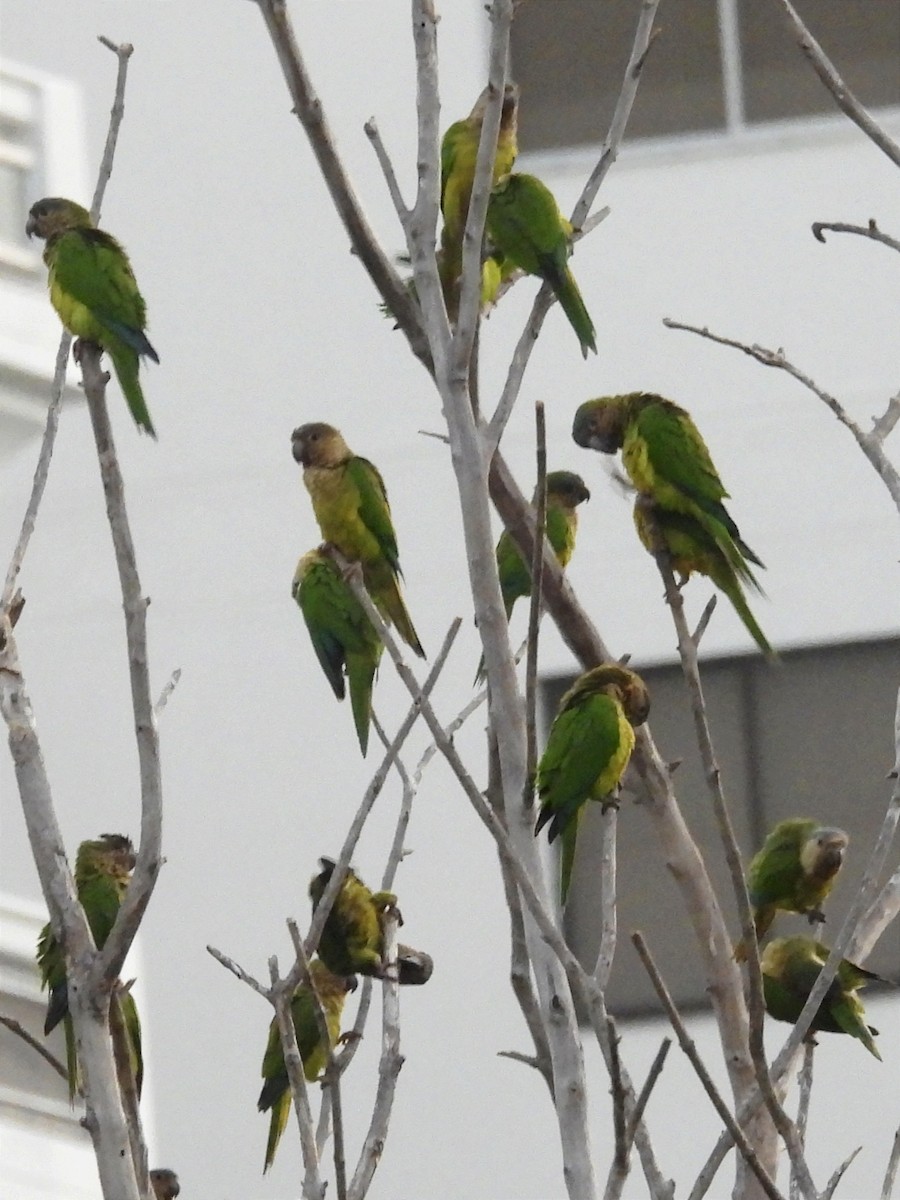 Brown-throated Parakeet - Jhon Carlos Andres Rivera Higuera