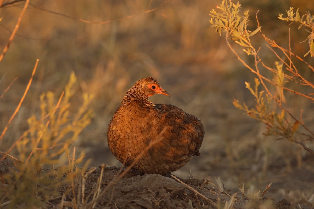 Swainson's Spurfowl - Ada Alden