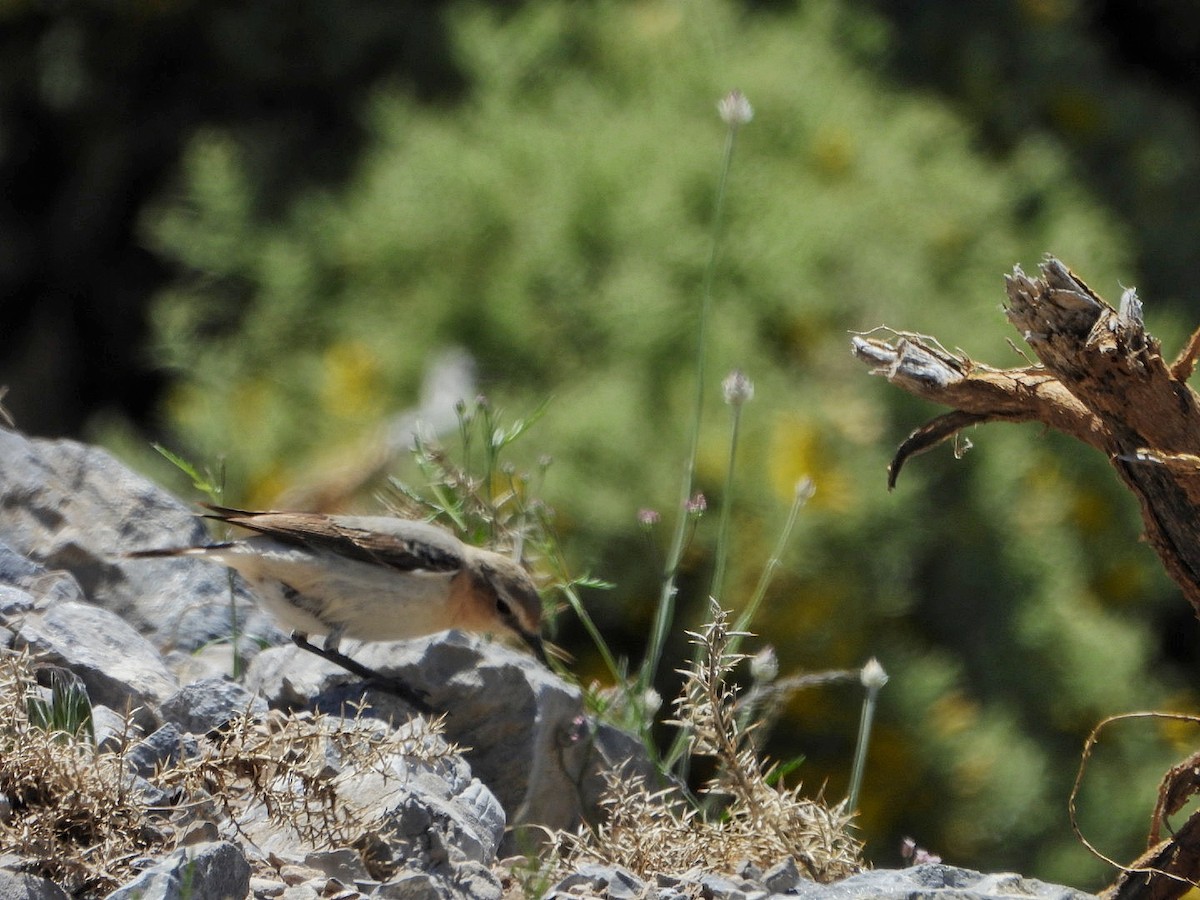 Northern Wheatear - Antonio Villegas Santaella