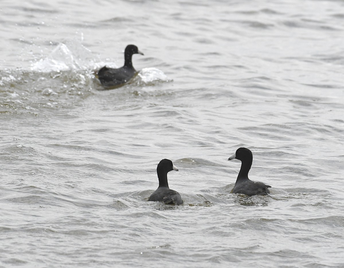 American Coot (Red-shielded) - ML619414086