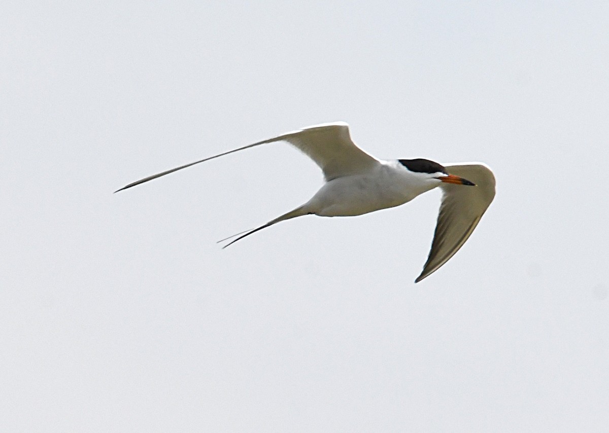 Forster's Tern - ML619414109