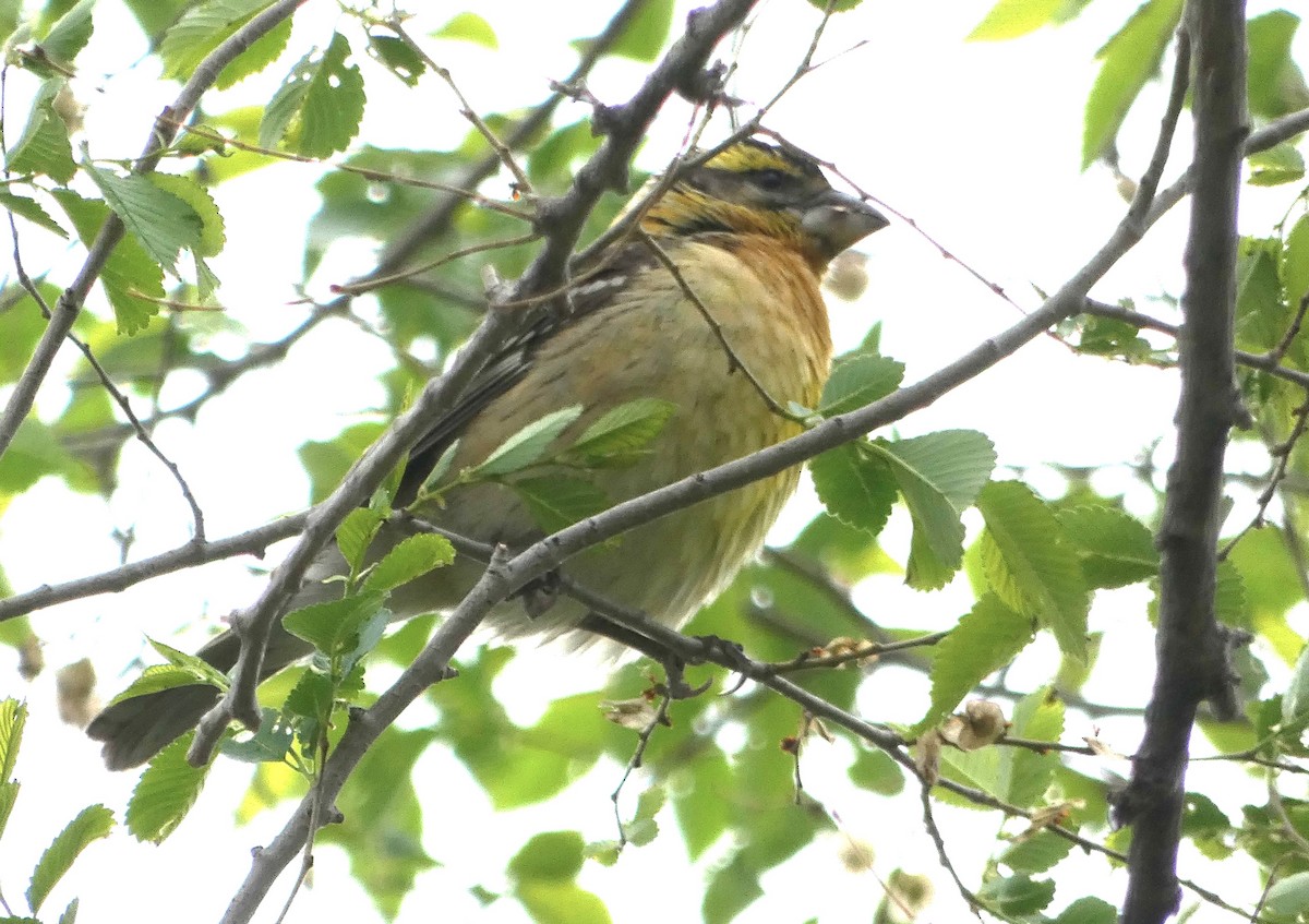 Black-headed Grosbeak - Lynda Ryan