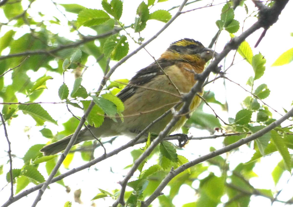 Black-headed Grosbeak - Lynda Ryan