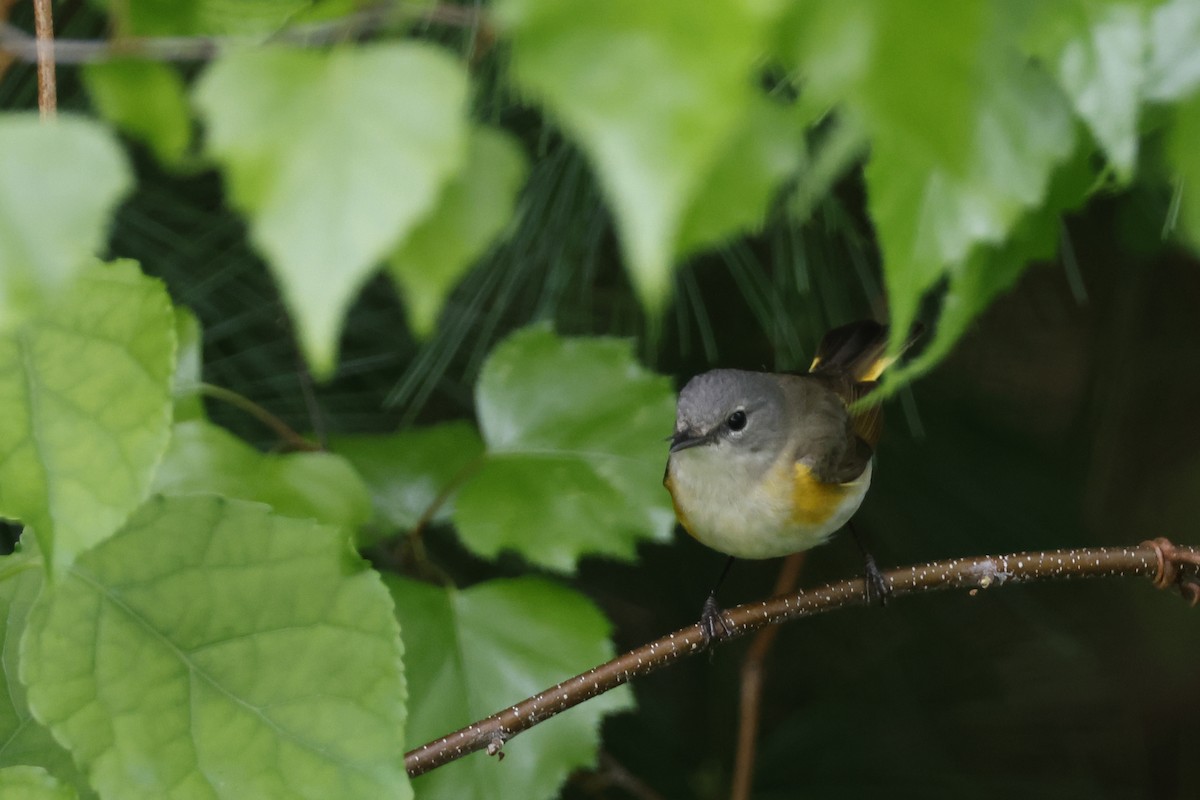 American Redstart - Larry Therrien