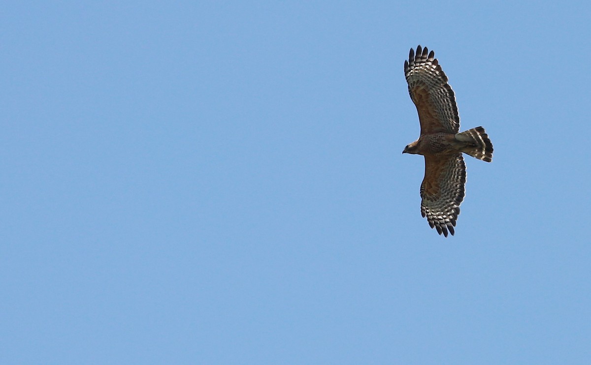 Red-shouldered Hawk (lineatus Group) - Rob Bielawski