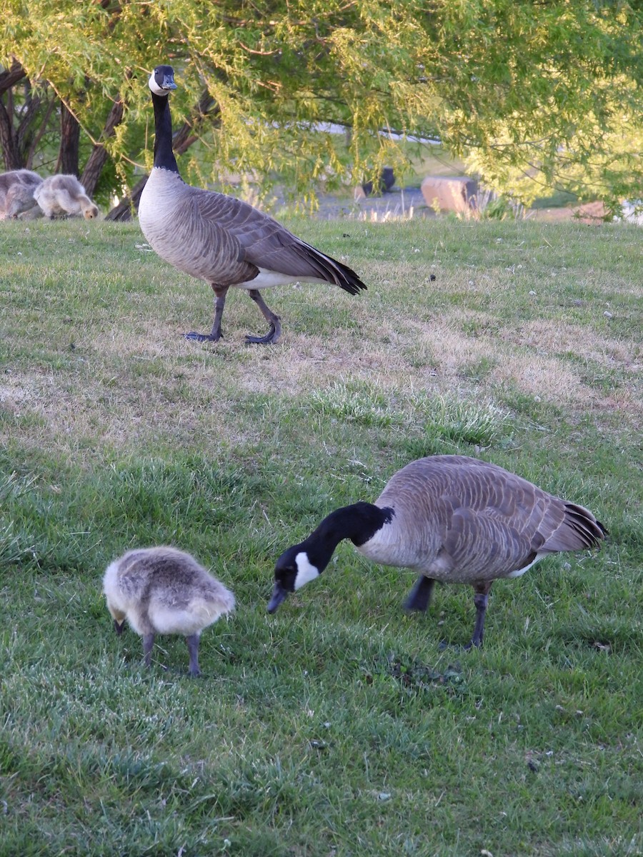 Canada Goose - ML619414130