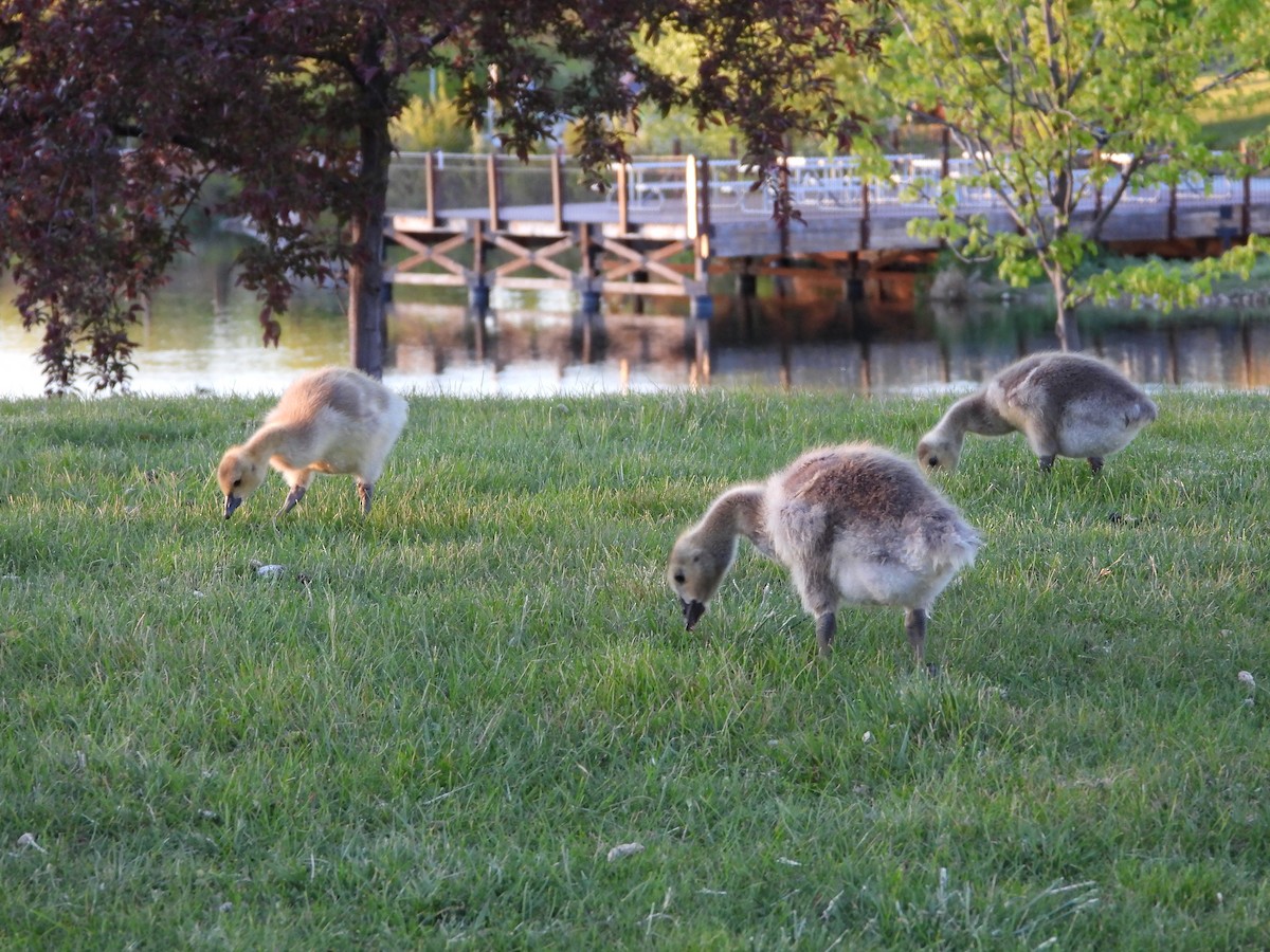 Canada Goose - Maura Powers