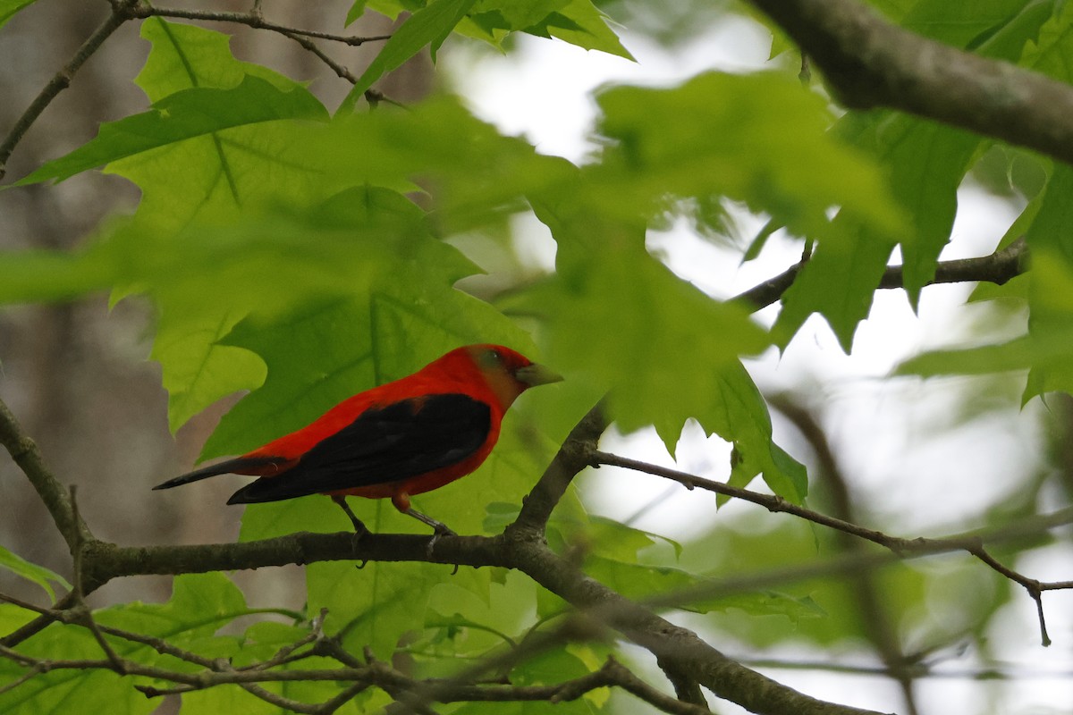 Scarlet Tanager - Larry Therrien