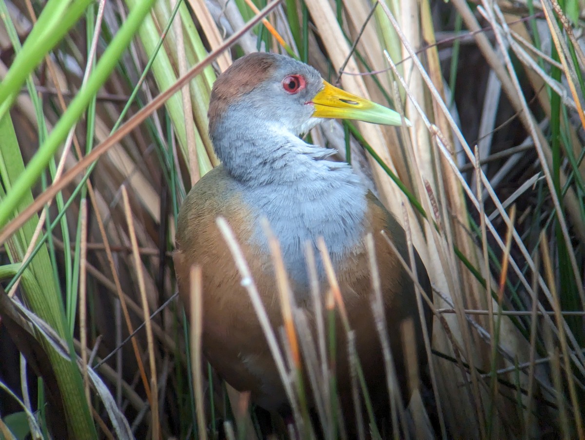 Russet-naped Wood-Rail - Carlos Gonzalez