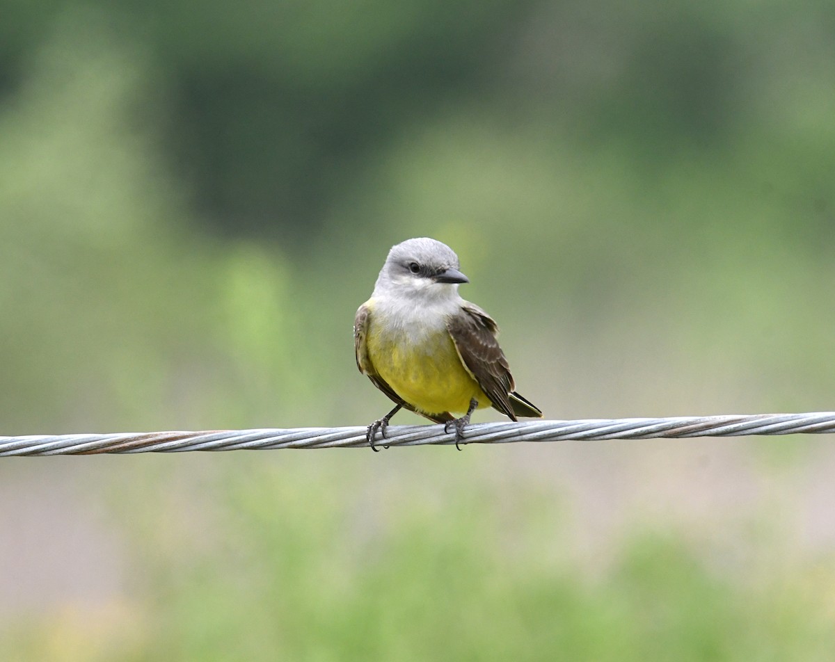 Western Kingbird - Glenn Wyatt