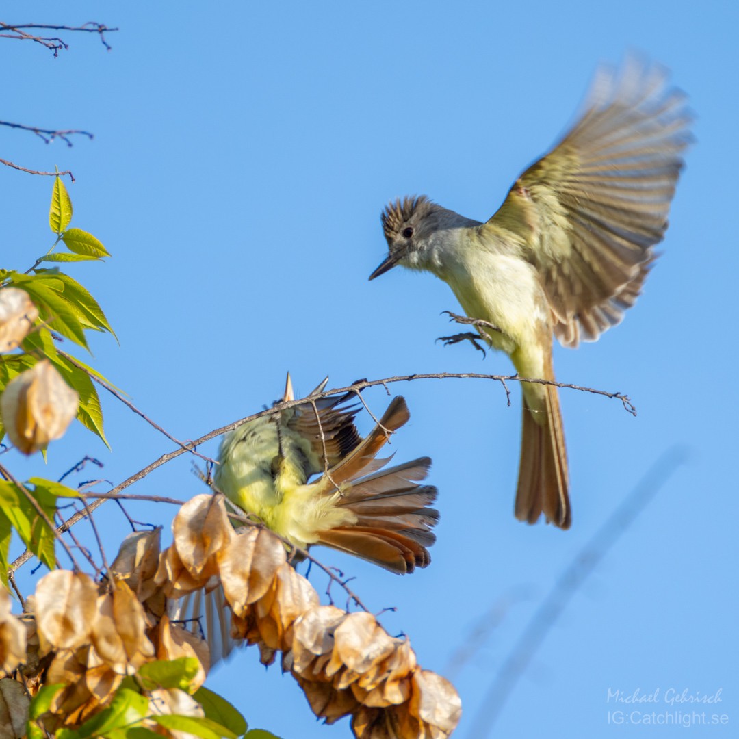 Ash-throated Flycatcher - Michael Gehrisch