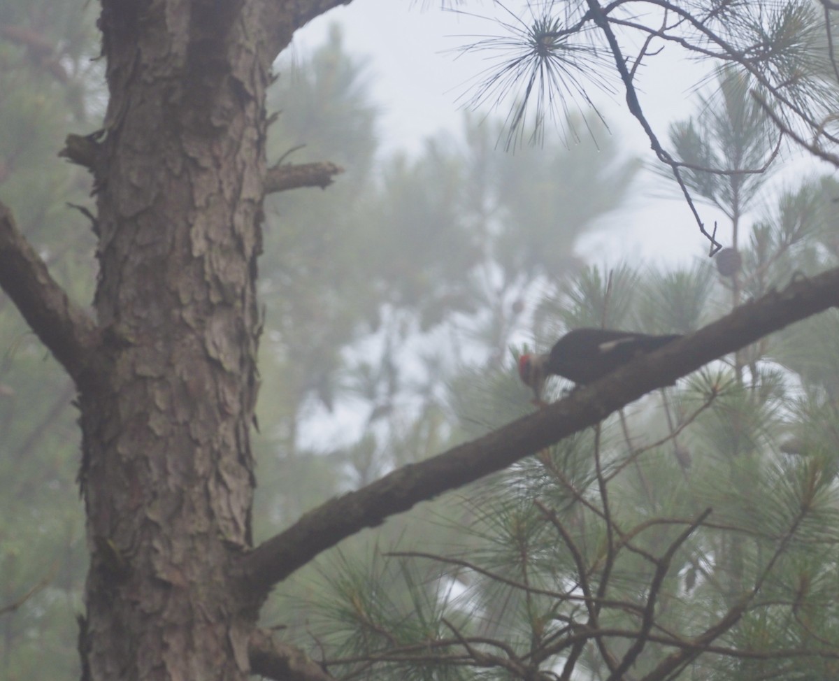 Pileated Woodpecker - ML619414157