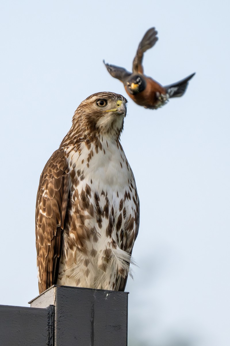 Red-tailed Hawk - Nadine Bluemel