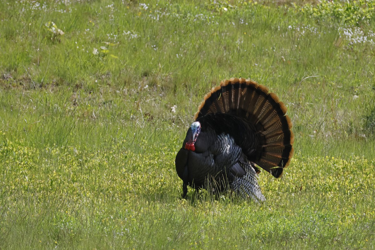 Wild Turkey - Larry Therrien