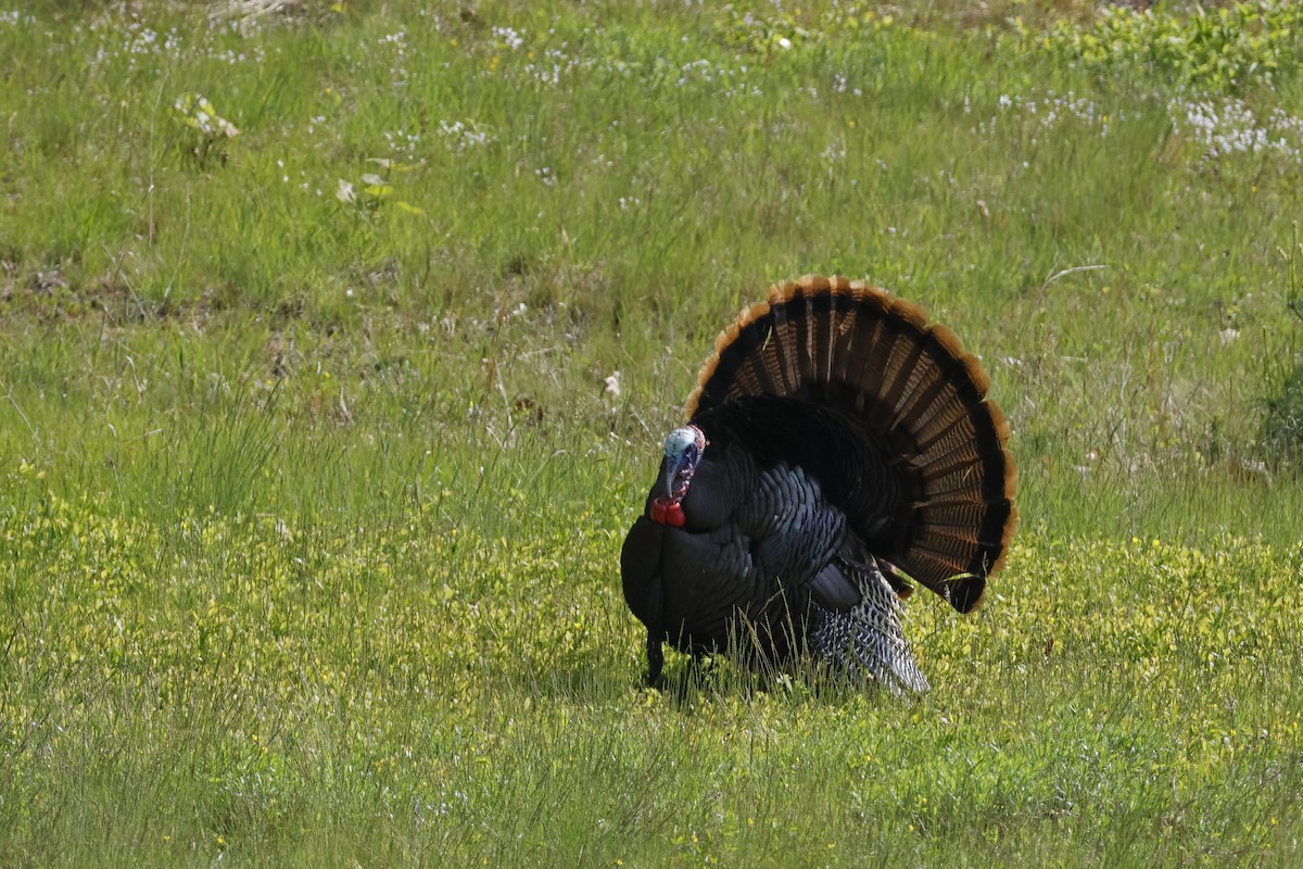 Wild Turkey - Larry Therrien