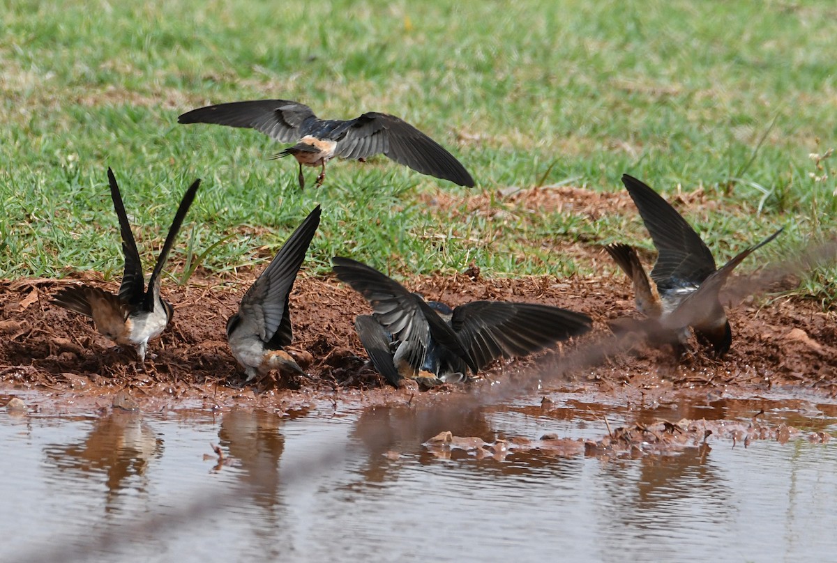 Cliff Swallow - Glenn Wyatt