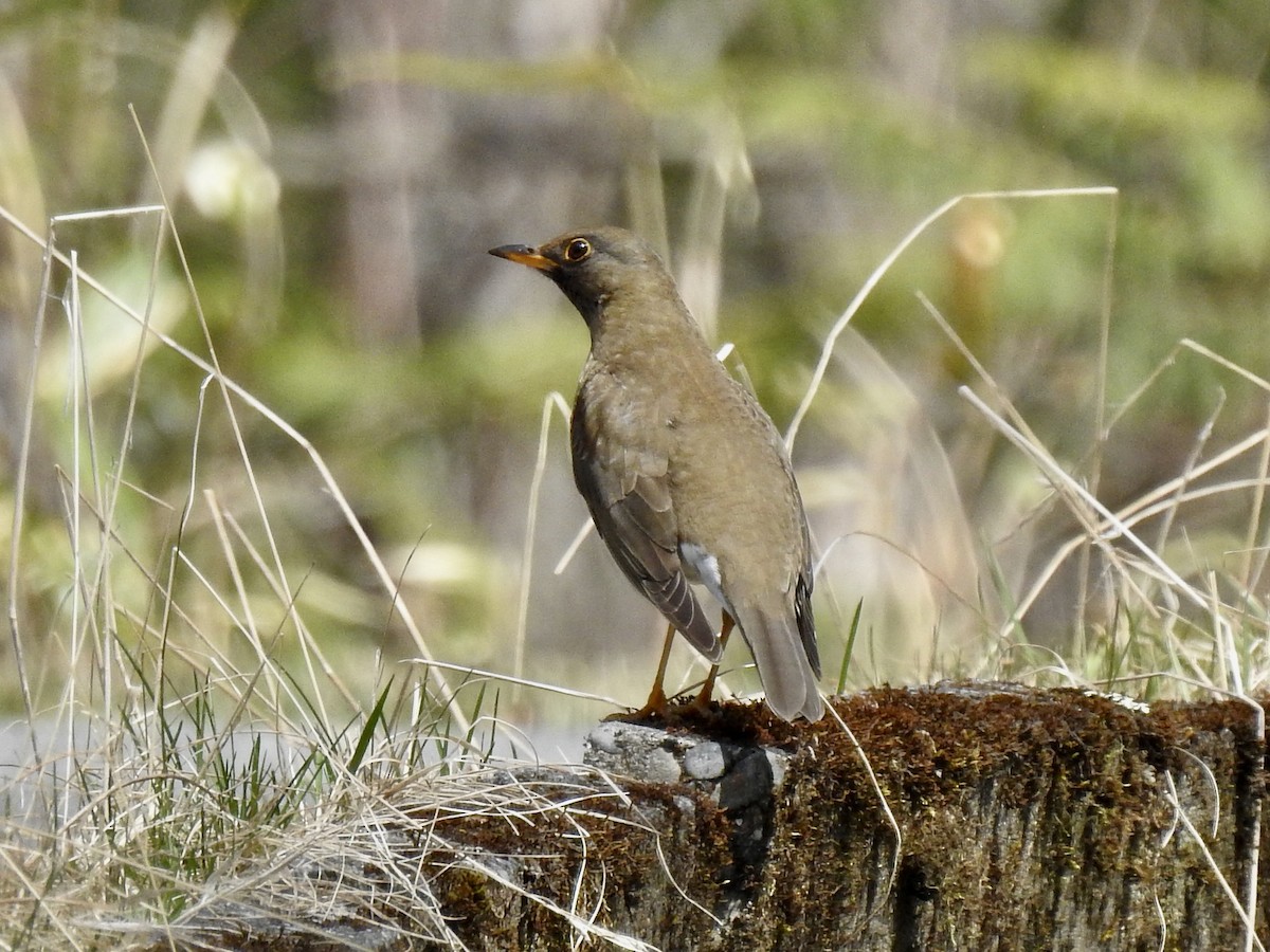 Pale Thrush - ML619414187