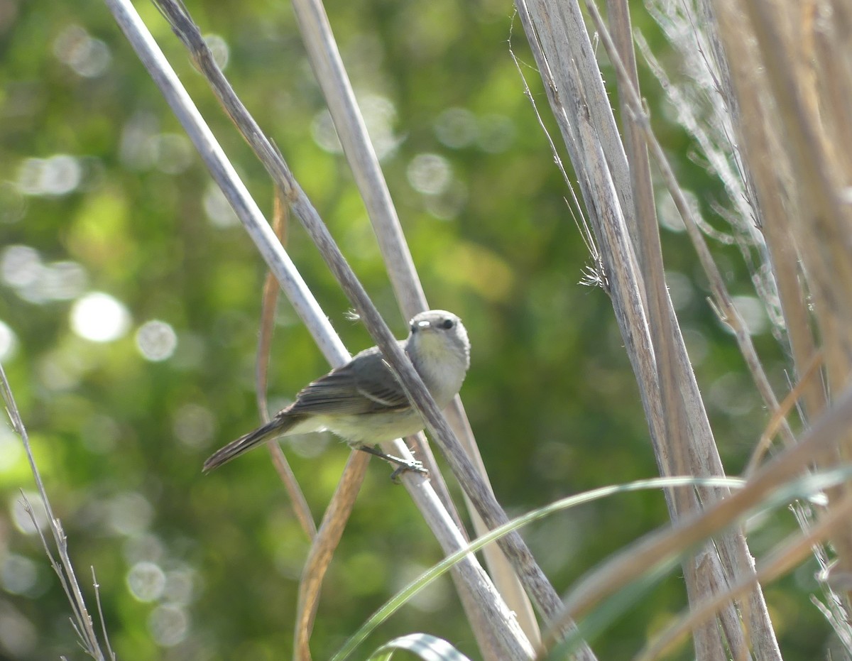 Bell's Vireo - Gary Deghi