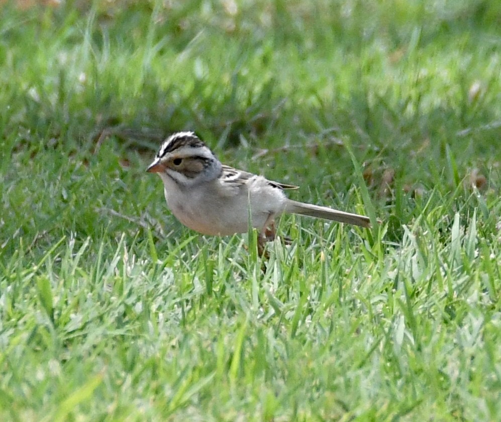 Clay-colored Sparrow - Glenn Wyatt