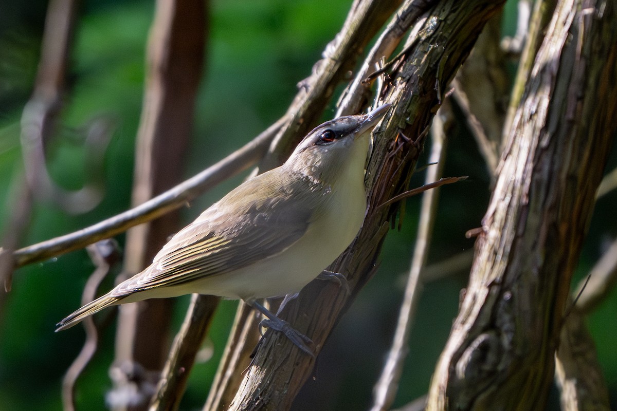 Red-eyed Vireo - Nadine Bluemel