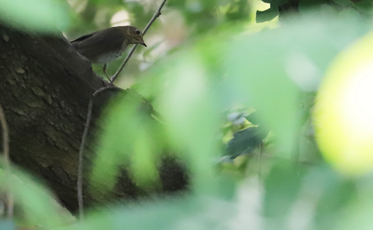 Swainson's Thrush (Olive-backed) - Rob Bielawski