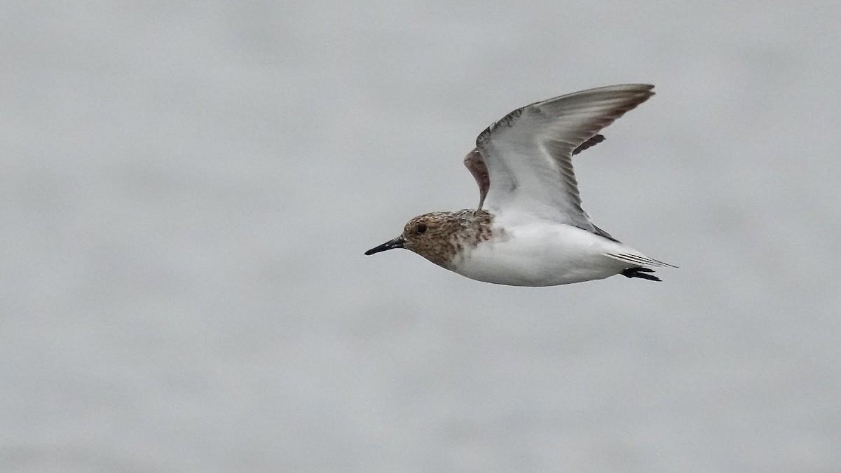 Sanderling - Sunil Thirkannad