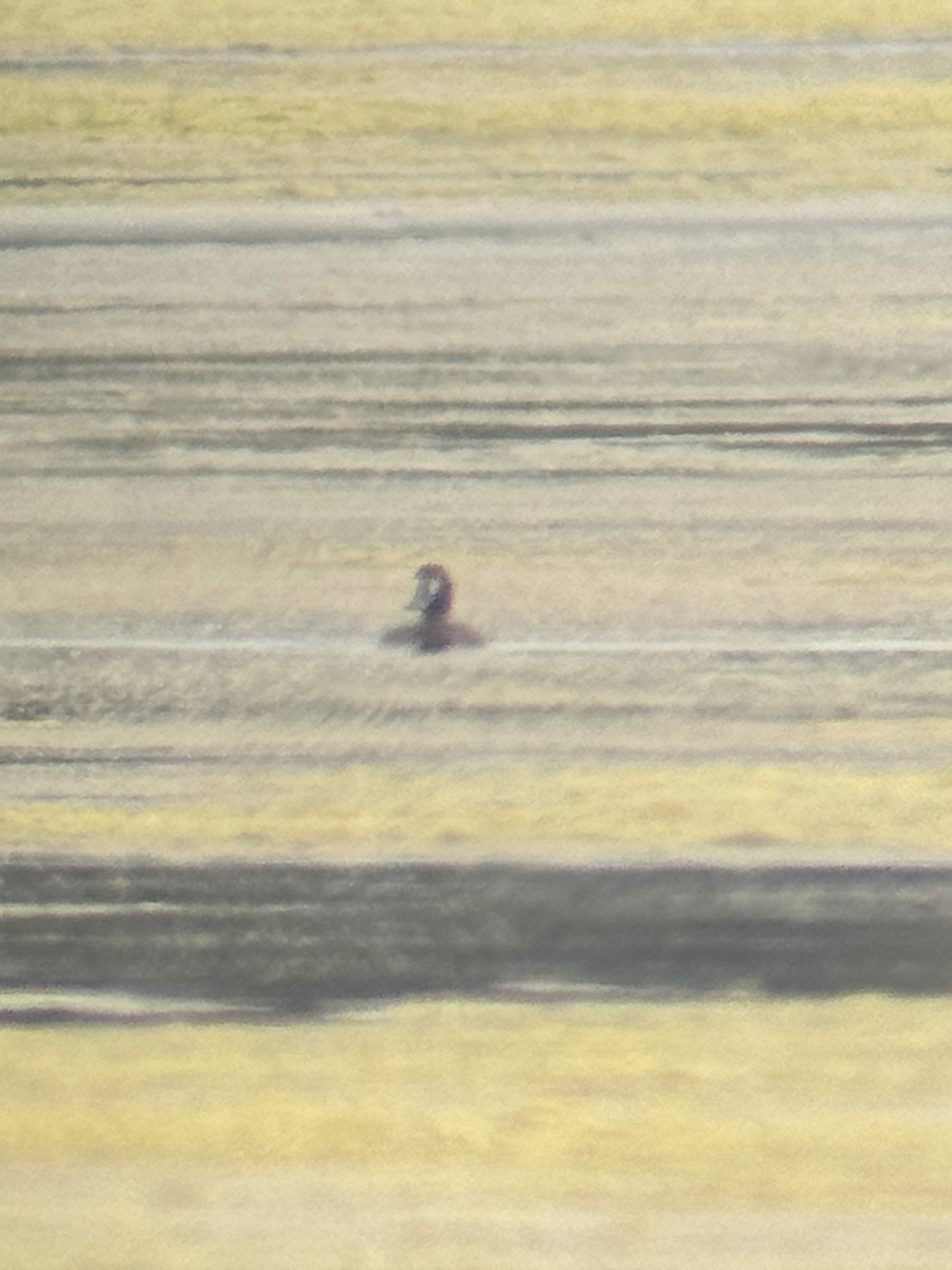 Greater Scaup - Benjamin Filreis