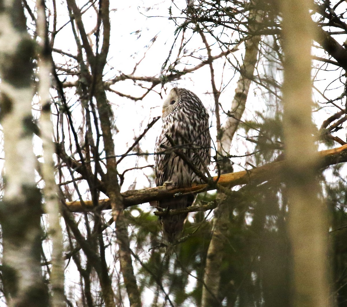 Ural Owl - sean clancy