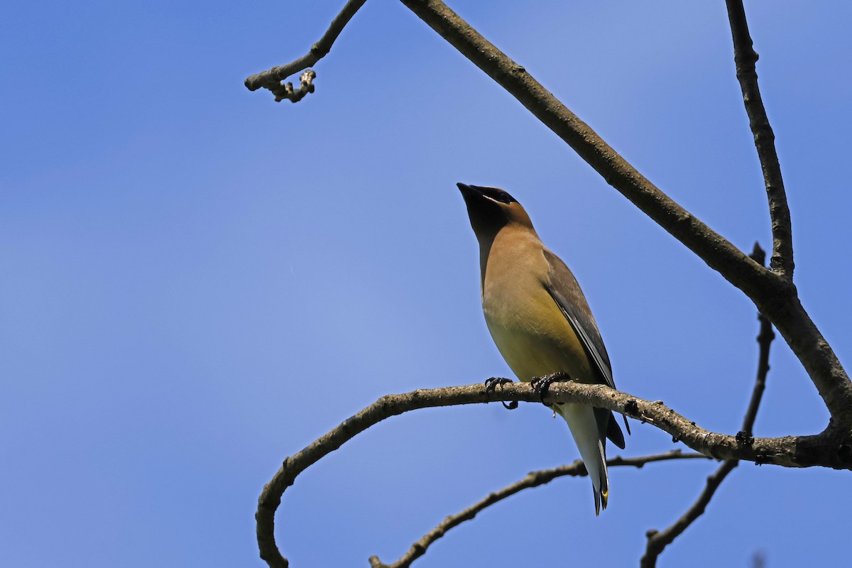 Cedar Waxwing - Larry Therrien