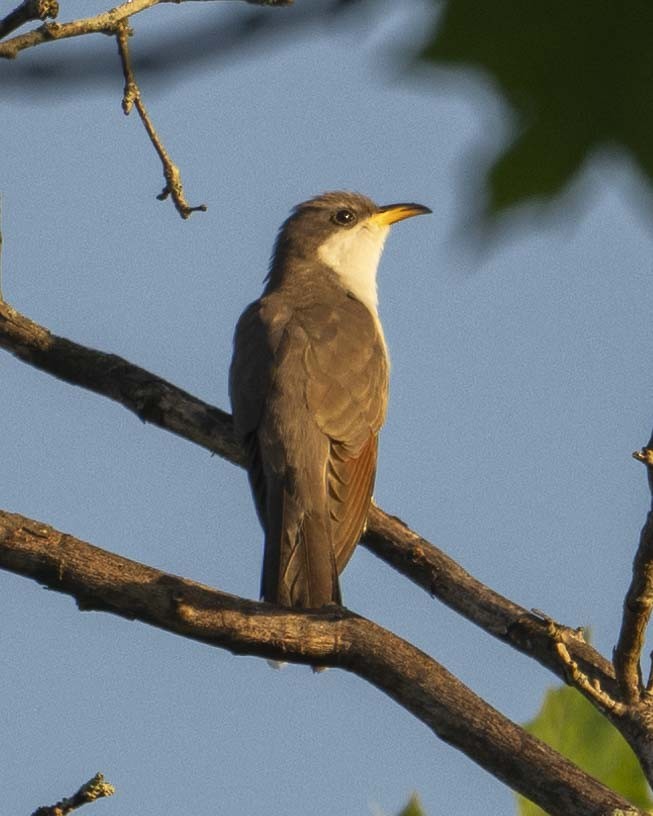 Yellow-billed Cuckoo - ML619414240