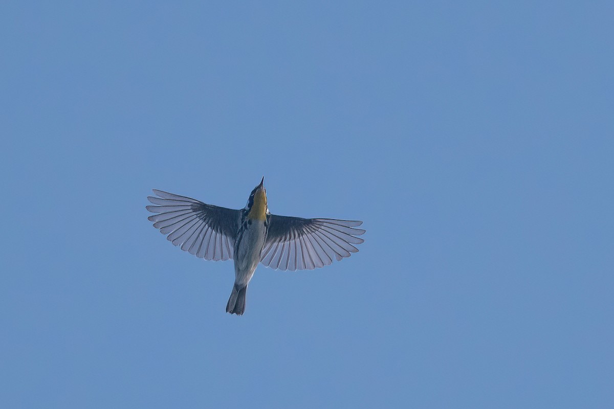 Yellow-throated Warbler - ML619414250