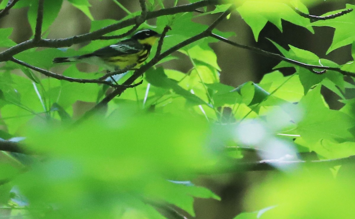 Magnolia Warbler - Rob Bielawski