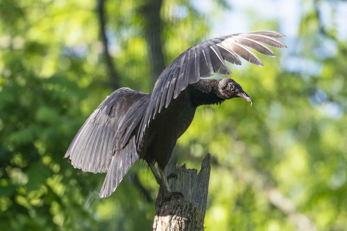 Black Vulture - Gary Hofing