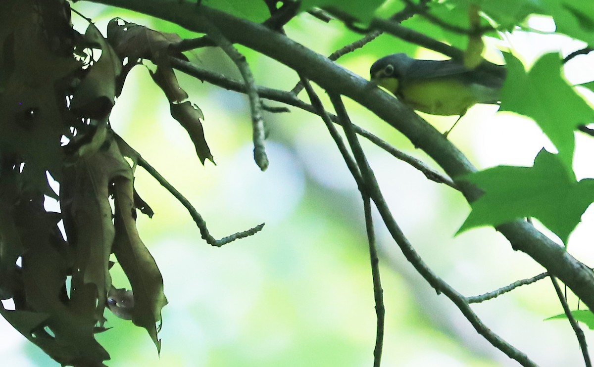 Canada Warbler - ML619414269