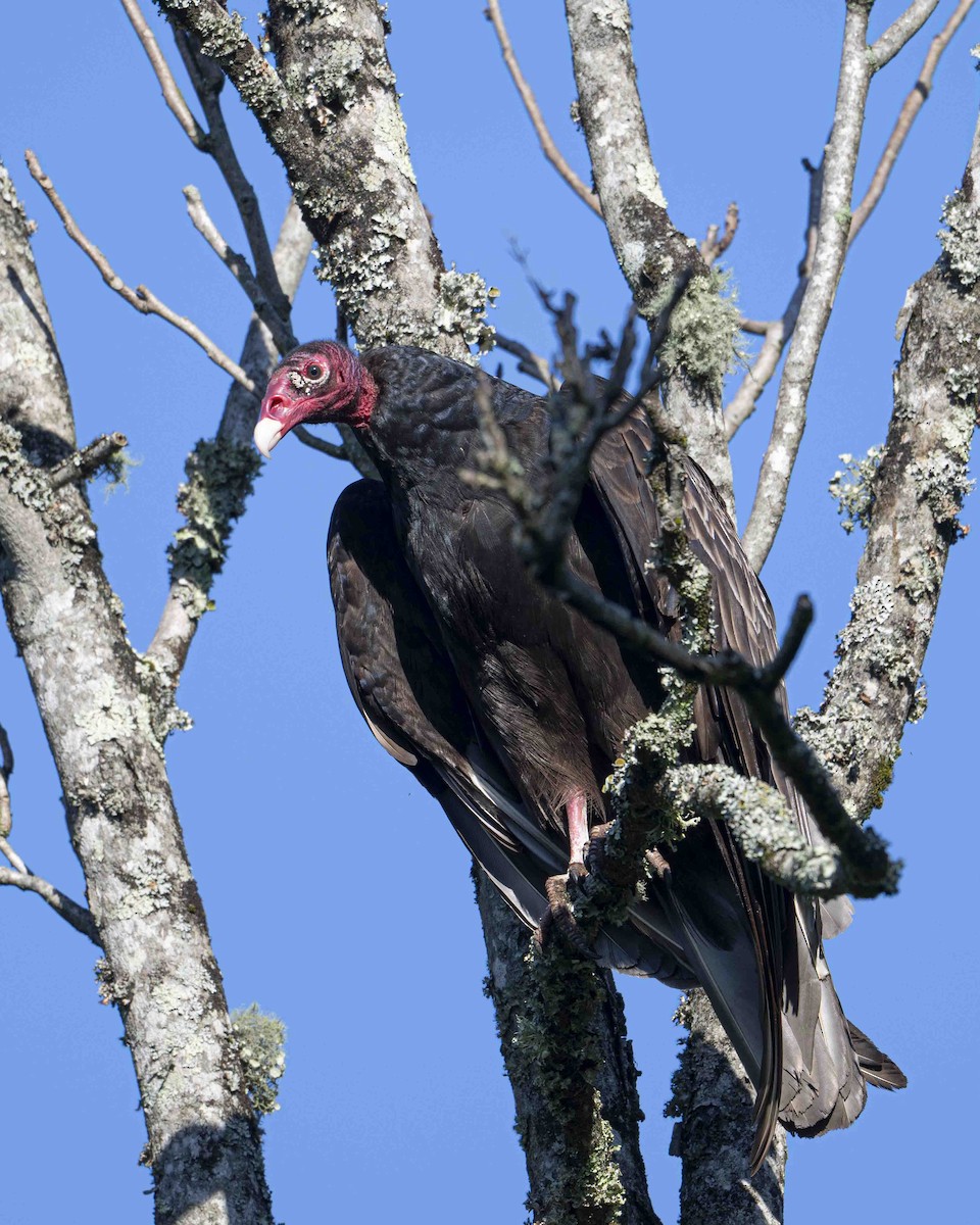 Turkey Vulture - Gary Hofing