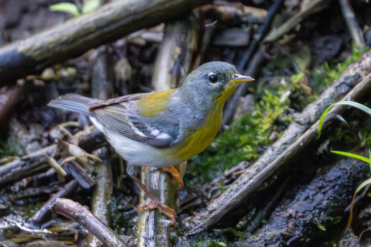 Northern Parula - Nadine Bluemel