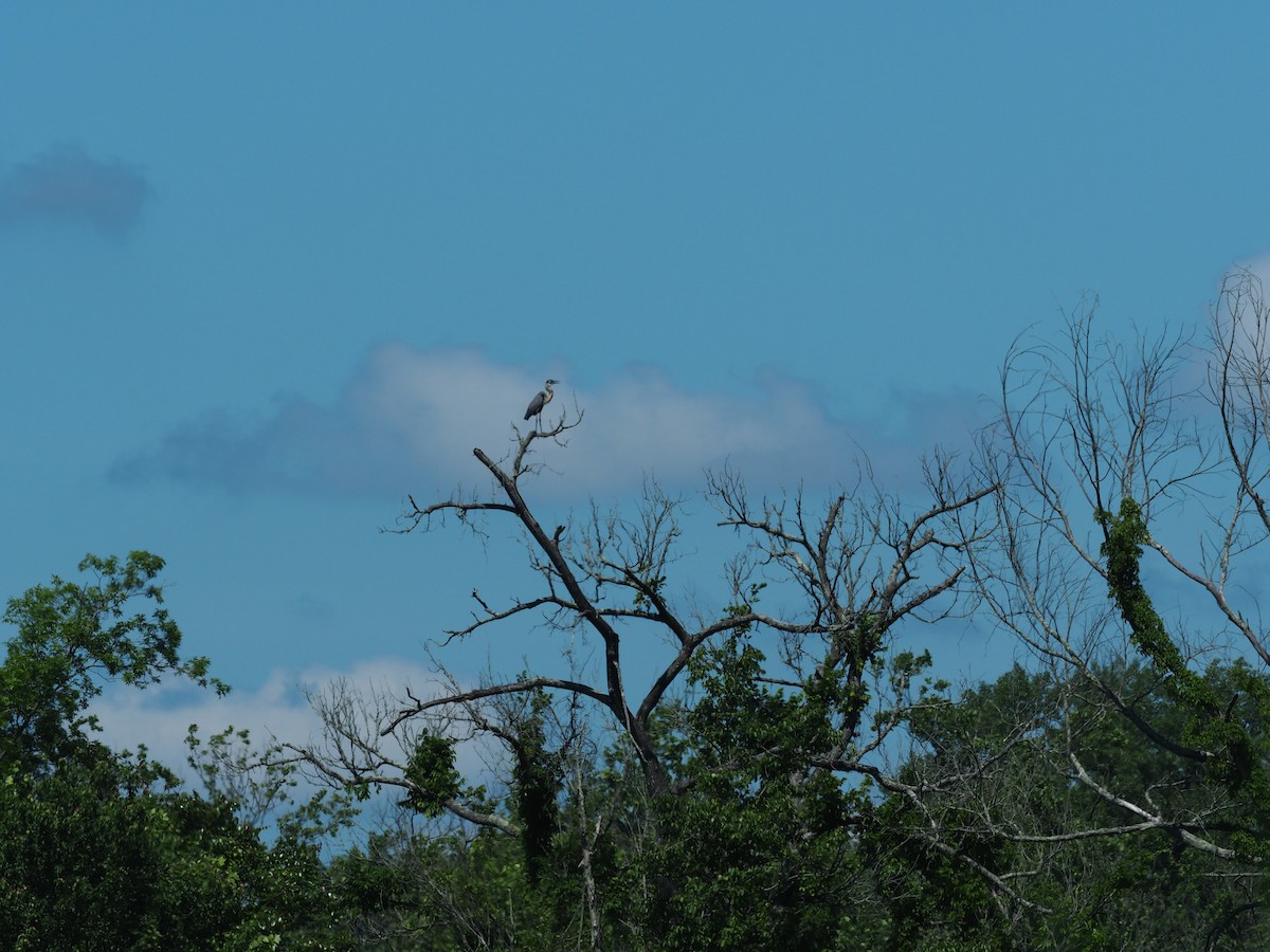 Garza Azulada - ML619414277