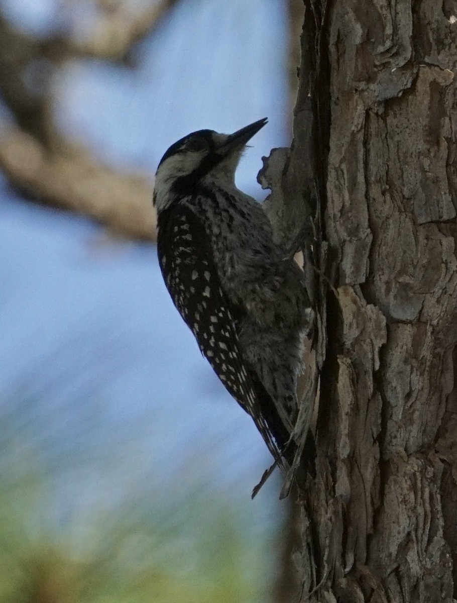 Red-cockaded Woodpecker - Andrew Griebeler