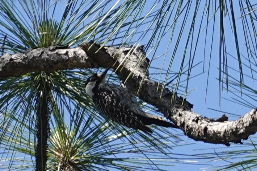 Red-cockaded Woodpecker - Andrew Griebeler