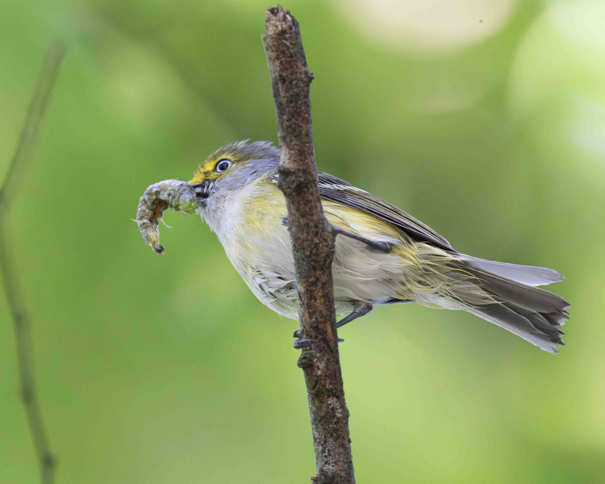 Ak Gözlü Vireo - ML619414309