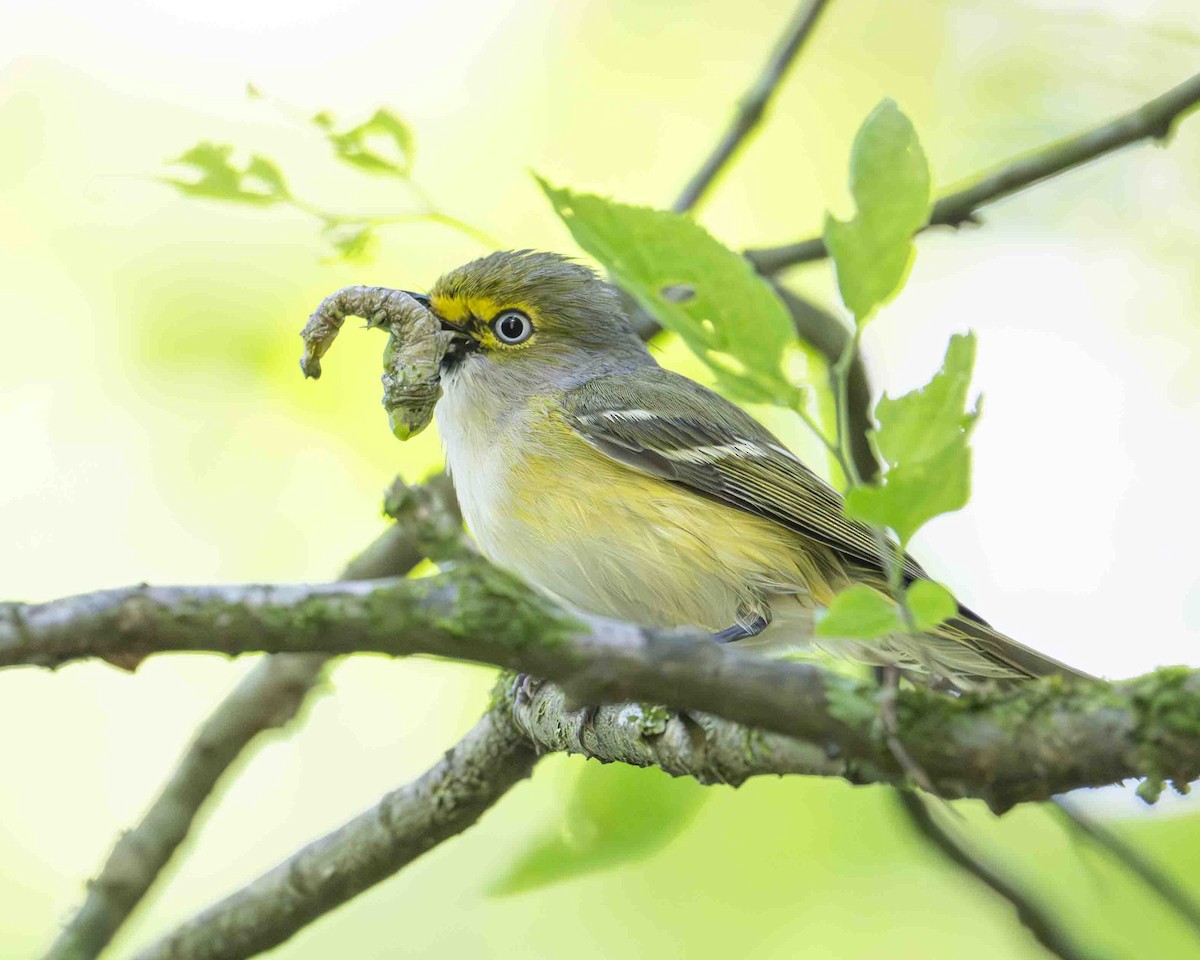 Ak Gözlü Vireo - ML619414310