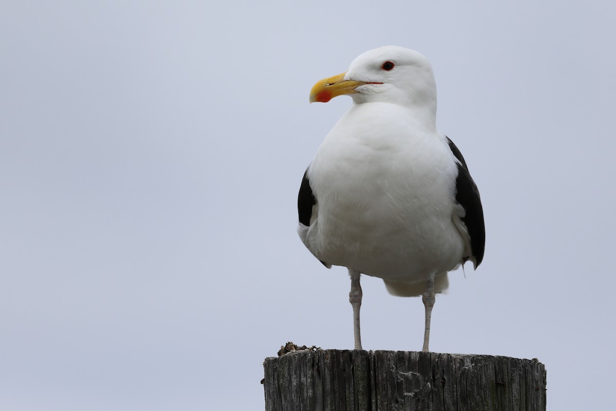 Great Black-backed Gull - Darcy Pinotti