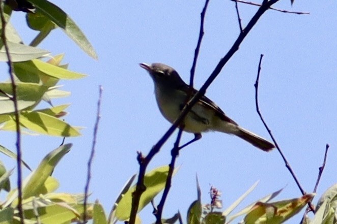 Bell's Vireo - Nat Smale