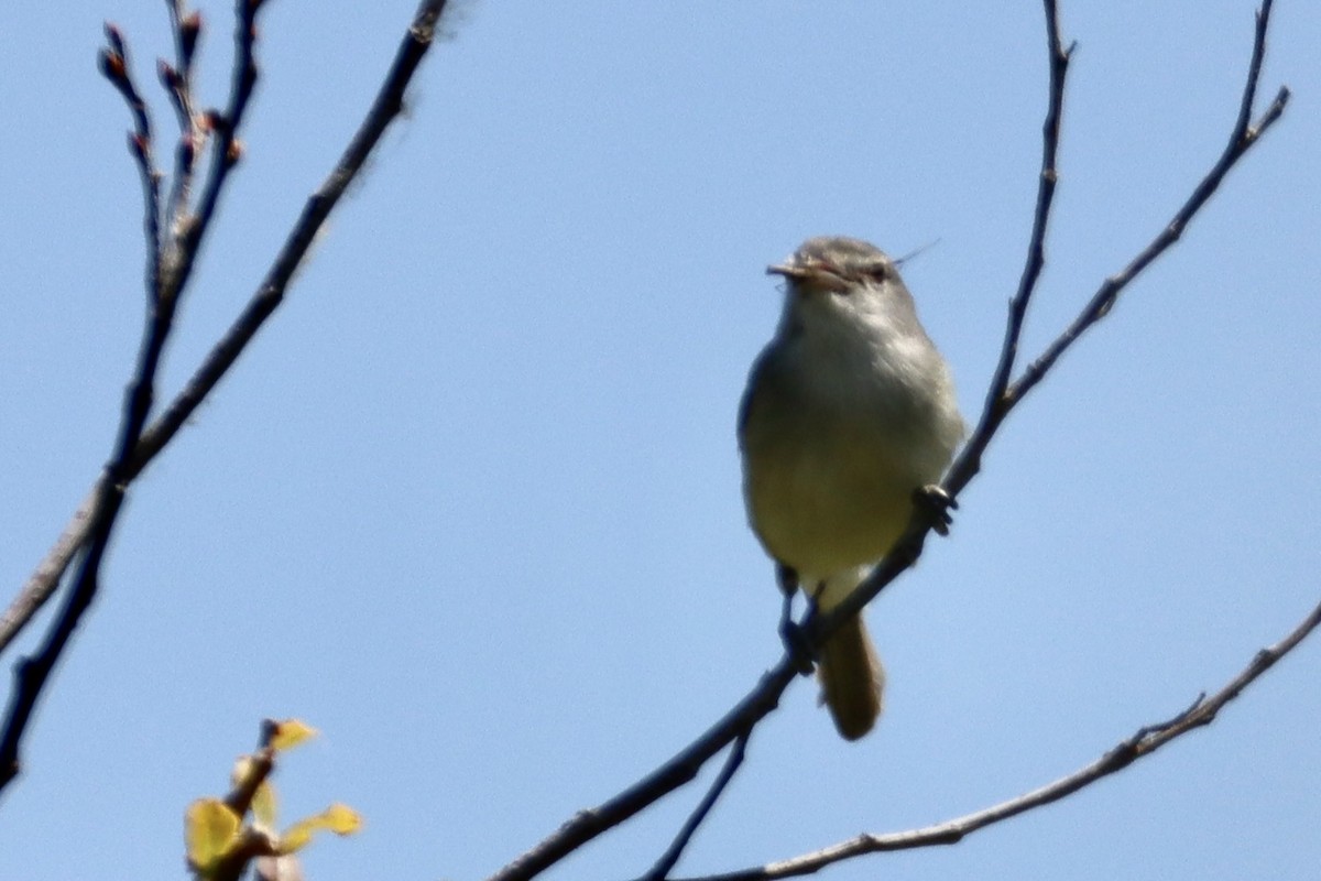 Bell's Vireo - Nat Smale