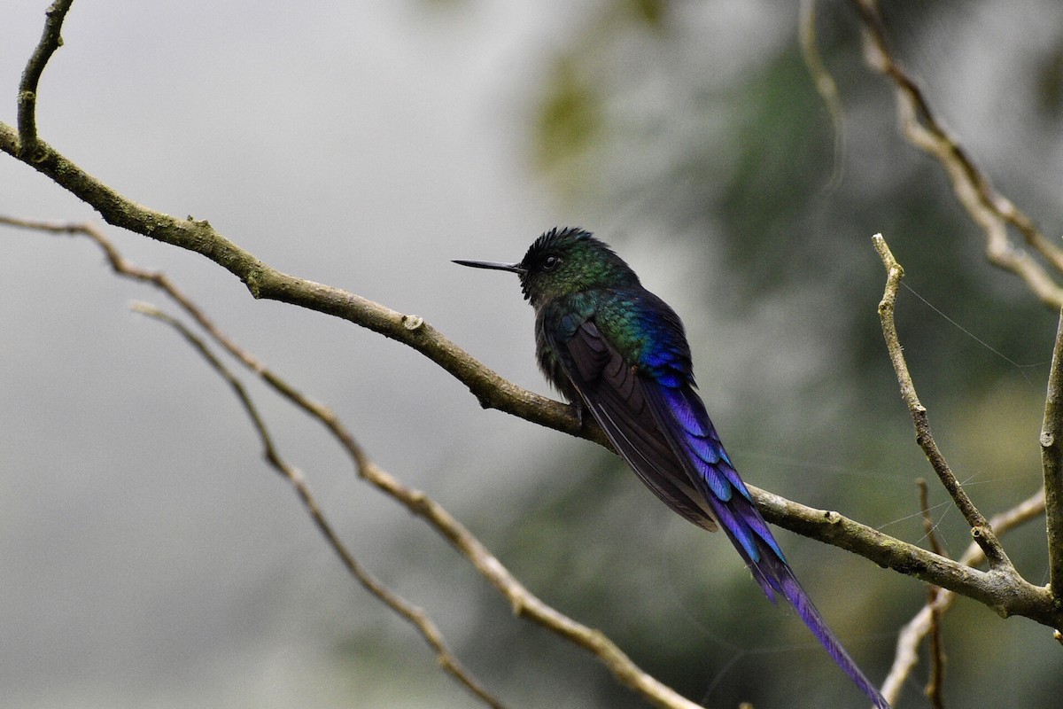 Violet-tailed Sylph - Eli Anderson