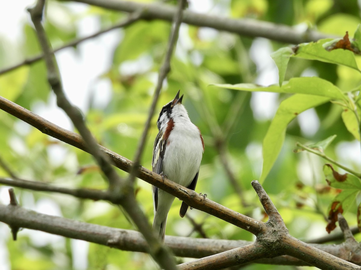 Chestnut-sided Warbler - Kathy Rigling