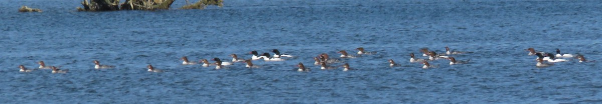 Common Merganser - Kathryn Clouston