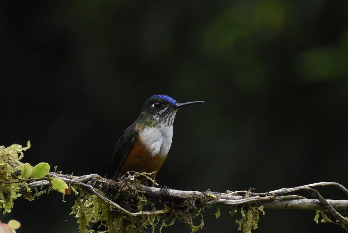 Violet-tailed Sylph - Eli Anderson