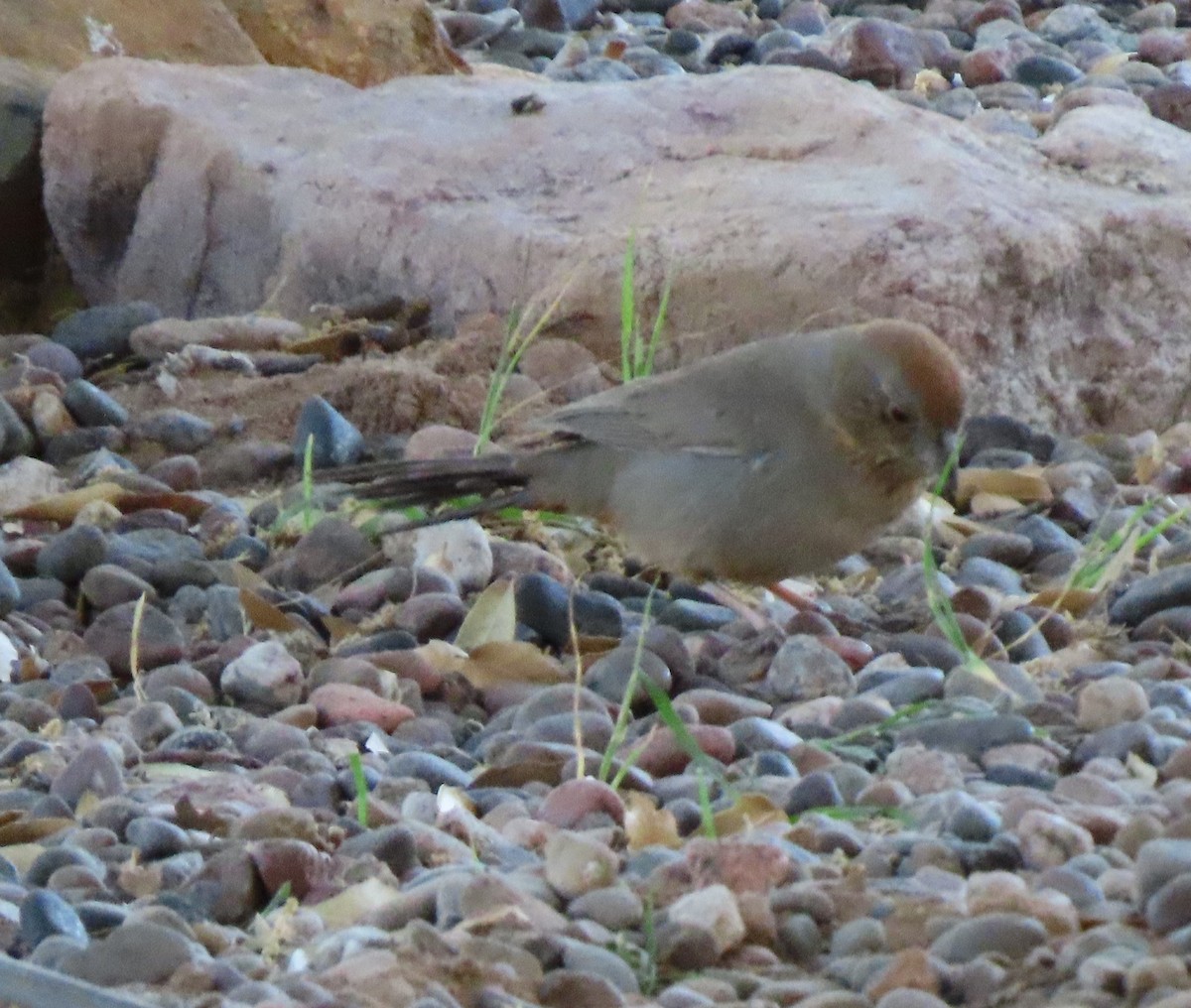 Canyon Towhee - Elaine Wagner