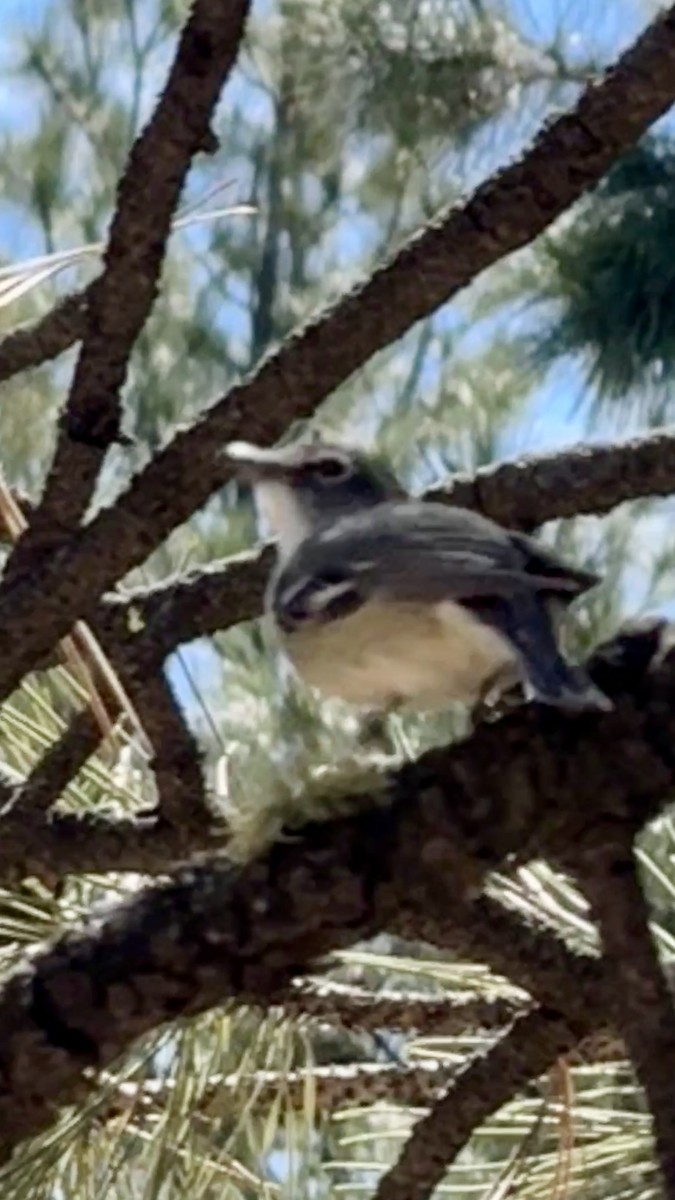 Plumbeous Vireo - Tracy Enterline